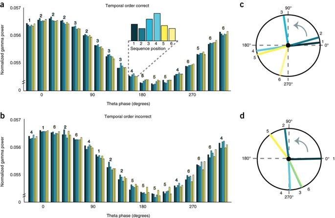 theta-gamma phase code figure