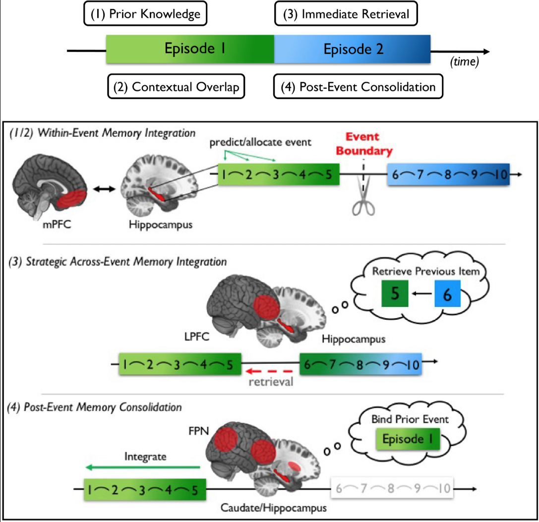 Figure summary of neural processes that support proactive and retroactive memory integration at shorter timescales